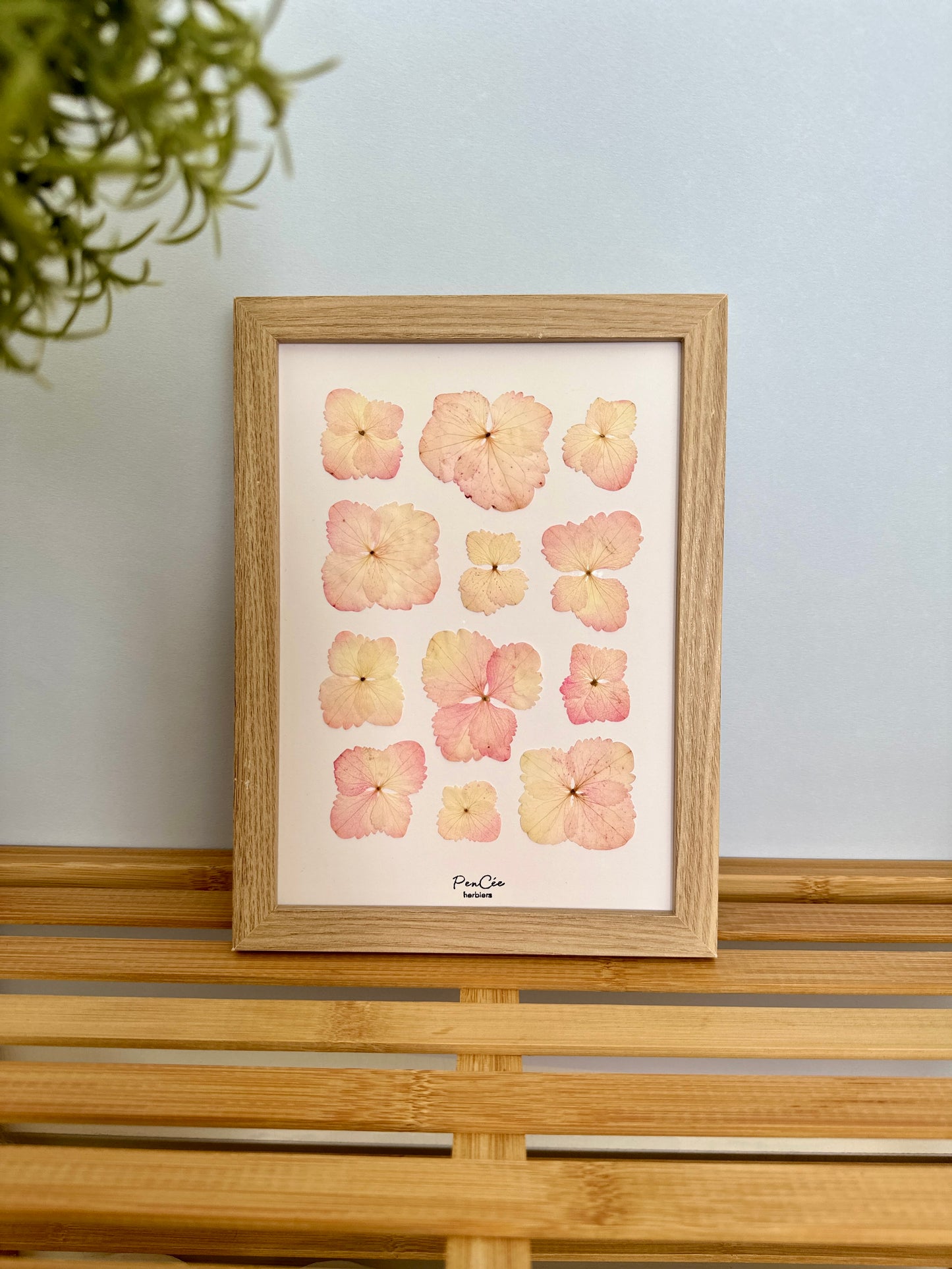 Herbier encadré fait main artisanal PenCée avec fleurs pressées composé d’hortensias