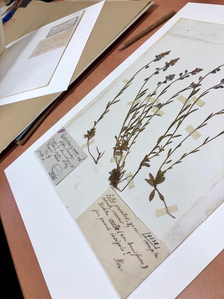L’Histoire des herbiers : de la botanique scientifique à l’art décoratif