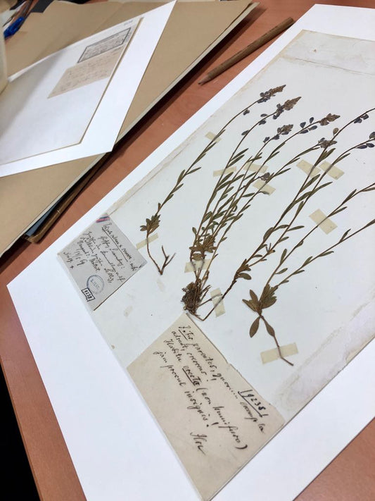 L’Histoire des herbiers : de la botanique scientifique à l’art décoratif