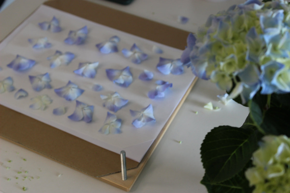 Comment presser des fleurs : méthode complète et conseils pratiques