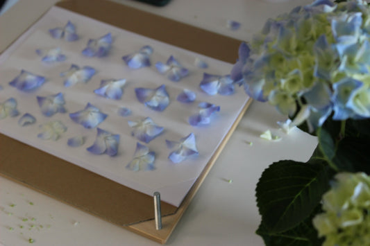 Comment presser des fleurs : méthode complète et conseils pratiques