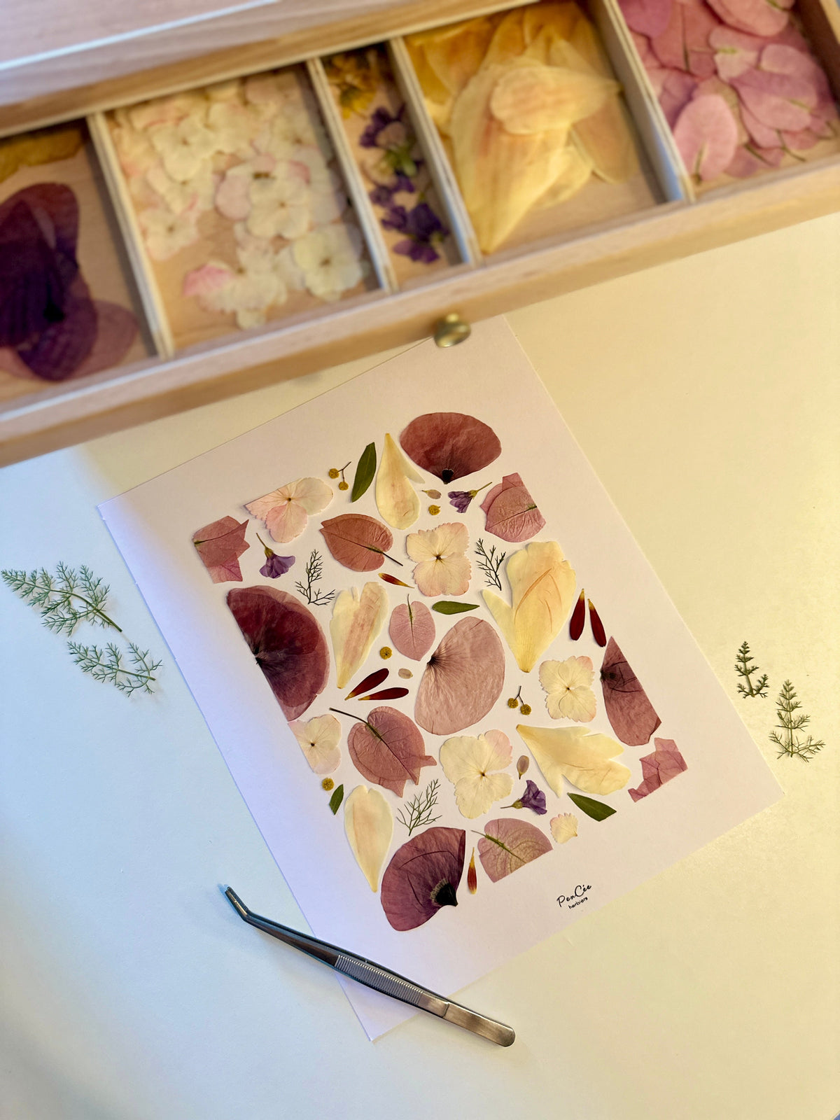 L’art de concevoir un herbier : le guide