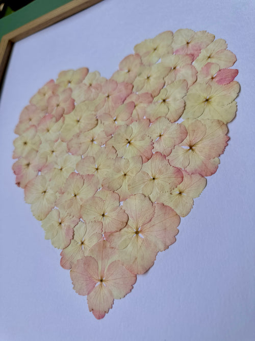 Herbier artisanal de fleurs pressées encadré PenCée composé d’hortensias roses en forme de cœur 