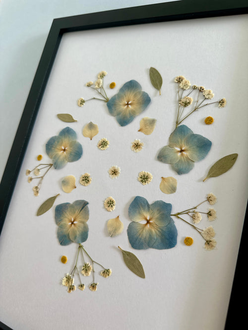 Herbier artisanal de fleurs pressées encadré PenCée composé d’hortensias bleues et de gypsophiles