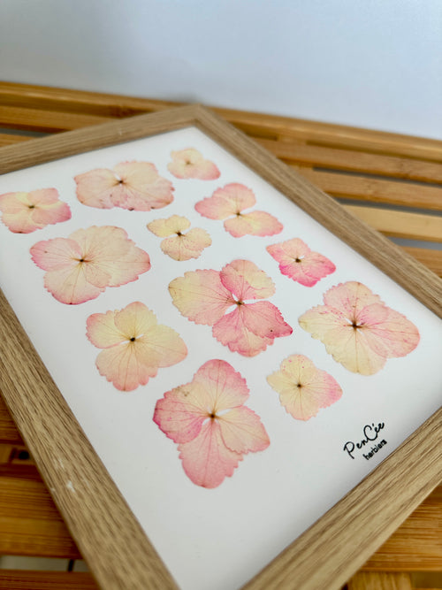 Herbier encadré fait main artisanal PenCée avec fleurs pressées composé d’hortensia rose