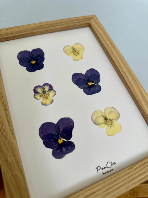 Herbier de fleurs pressées encadré artisanal PenCée composé de pensées 