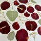 Herbier artisanal de fleurs pressées encadré PenCée composé de rose rouge et d’eucalyptus